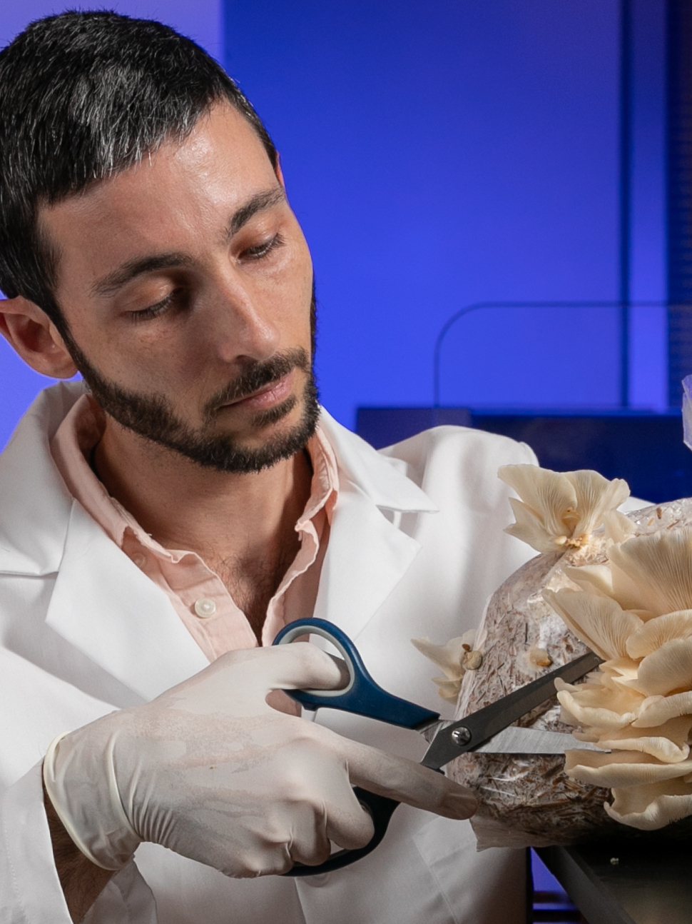 Research Scientist Kyle Gabriel, center, removes the fruiting body of the Oyster mushrooms on a bag of wheat straw and cotton seed hulls as Graduate Research Assistant Daniel Rhiner watches and keeps notes in the BioInnovation Lab at Prillaman Hall on the Kennesaw Campus Thursday August 1, 2019. The BioInnovation Lab grows the mushrooms as part of a USDA-funded study on fungi by KSU researchers. Jason Getz / Kennesaw State University